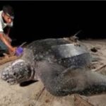 3-jenis-penyu-langka-datangi-kawasan-konservasi-amping-parak