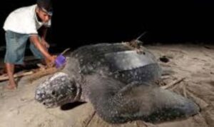 3-jenis-penyu-langka-datangi-kawasan-konservasi-amping-parak