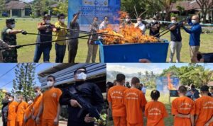 bnnp-sumbar-musnahkan-hampir-30-kilogram-ganja,-selamatkan-ribuan-generasi-muda