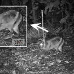 tim-biologi-unp-videokan-kelinci-belang-sumatera-yang-hampir-punah