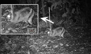 tim-biologi-unp-videokan-kelinci-belang-sumatera-yang-hampir-punah tim-biologi-unp-videokan-kelinci-belang-sumatera-yang-hampir-punah