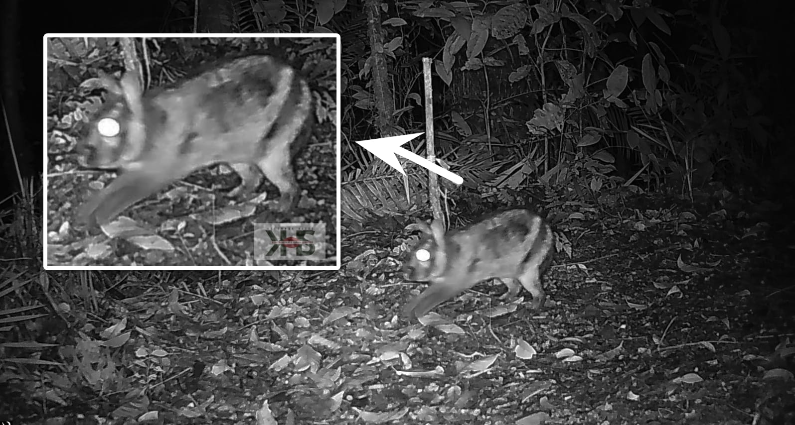 tim-biologi-unp-videokan-kelinci-belang-sumatera-yang-hampir-punah