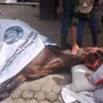 kuda-legendaris-milik-pemerintah-kota-bukittinggi-mati