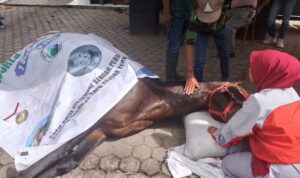 kuda-legendaris-milik-pemerintah-kota-bukittinggi-mati