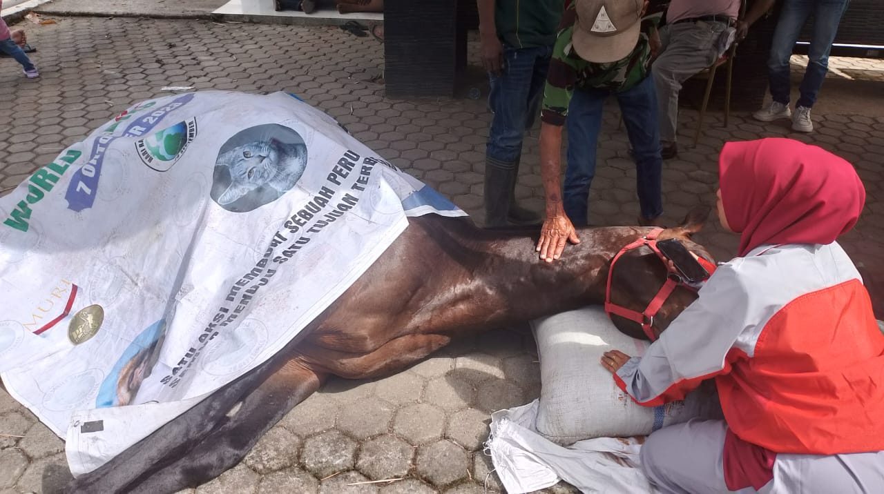 kuda-legendaris-milik-pemerintah-kota-bukittinggi-mati