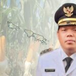 gerakan-hijau-mentawai:-jagung-untuk-ketahanan-dan-kemajuan-desa