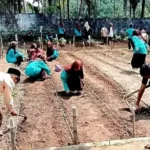 pelajar-smpn-2-enam-lingkung-praktik-kurikulum-merdeka-dengan-ladang-palawija