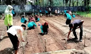 pelajar-smpn-2-enam-lingkung-praktik-kurikulum-merdeka-dengan-ladang-palawija