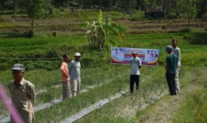 kelompok-tani-bmc-jaya-nagari-cubadak-panen-250-kg-bawang