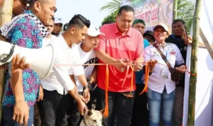  walikota-pariaman-buka-alek-buru-babi-2025