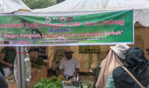 agodang-jadikan-maggot-mesin-hidup-pengurai-15-ton-sampah-padang