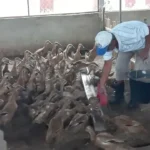 mantan-kacab-bank-nagari-beternak-itik-di-talawi-sawahlunto,-jadi-inspirasi-warga