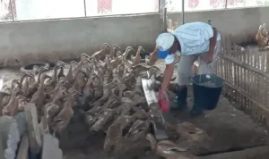 mantan-kacab-bank-nagari-beternak-itik-di-talawi-sawahlunto,-jadi-inspirasi-warga