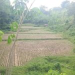 akibat-kemarau-panjang,-ratusan-hektare-sawah-di-sawahlunto-gagal-tanam