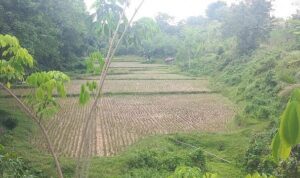 akibat-kemarau-panjang,-ratusan-hektare-sawah-di-sawahlunto-gagal-tanam