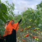 nevi-zuairina-hadiri-panen-raya-tomat-bersama-kelompok-tani-talang-sakato-di-agam