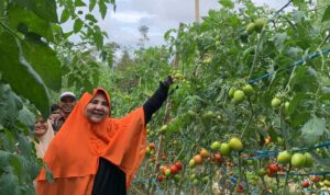 nevi-zuairina-hadiri-panen-raya-tomat-bersama-kelompok-tani-talang-sakato-di-agam