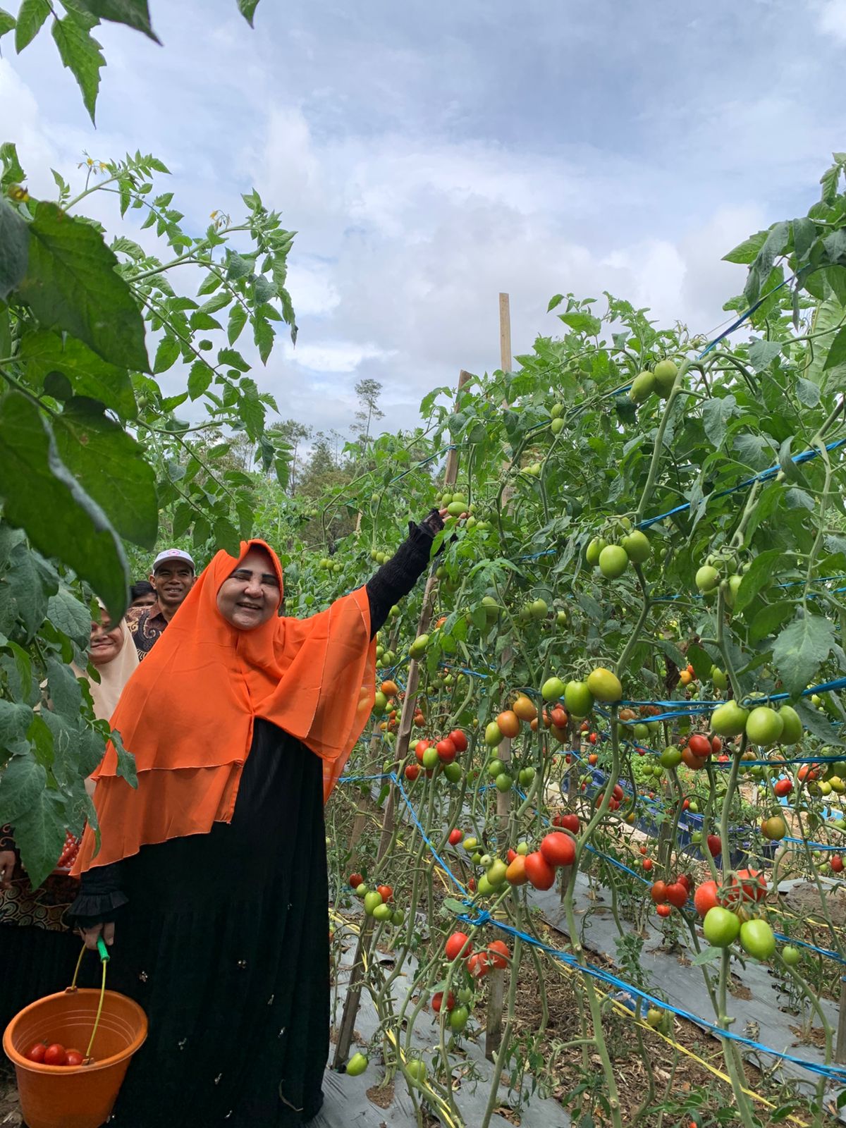 nevi-zuairina-hadiri-panen-raya-tomat-bersama-kelompok-tani-talang-sakato-di-agam