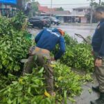 pohon-tumbang-di-jati-baru-padang