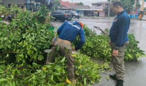 pohon-tumbang-di-jati-baru-padang