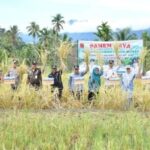 semarak-sawah-pokok-murah,-bupati-agam-panen-di-dua-nagari