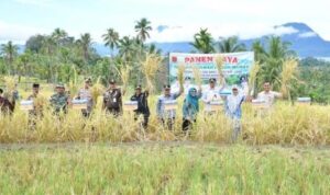 semarak-sawah-pokok-murah,-bupati-agam-panen-di-dua-nagari