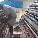 usaha-ternak-ayam-kades-batu-tanjung-marwan-teningkatkan-ekonomi-keluarga