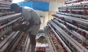 usaha-ternak-ayam-kades-batu-tanjung-marwan-teningkatkan-ekonomi-keluarga