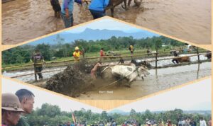 pacu-jawi,-magnet-wisata-budaya-minangkabau-dari-tanah-datar