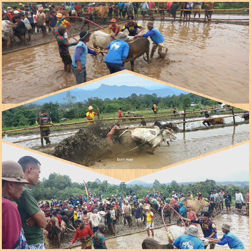 pacu-jawi,-magnet-wisata-budaya-minangkabau-dari-tanah-datar