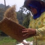 harga-beras-di-sawahlunto-bertahan-dikisaran-rp17.000-per-kilogram