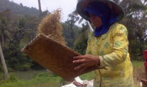 harga-beras-di-sawahlunto-bertahan-dikisaran-rp17.000-per-kilogram