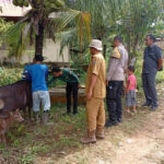 virus-jembrana-serang-sapi-di-mentawai,-alex-indra-lukman-bertindak-cepat