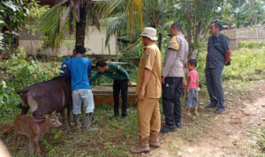 virus-jembrana-serang-sapi-di-mentawai,-alex-indra-lukman-bertindak-cepat