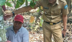 camat-talawi-bersinergi-dengan-dpk3-untuk-tingkatkan-produksi-kakao