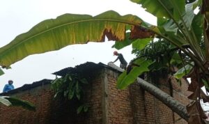 dua-rumah-warga-padang-rusak-tertimpa-pohon-tumbang