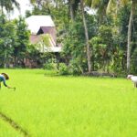 jaringan-irigasi-dibangun,-petani-di-padang-tidak-galau-lagi-akan-kekurangan-air
