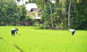 jaringan-irigasi-dibangun,-petani-di-padang-tidak-galau-lagi-akan-kekurangan-air