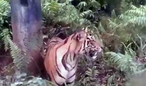 warga-palupuh-geger,-harimau-lintas-jalan-di-areal-sawah-koto-rantang