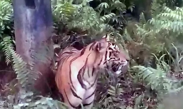 warga-palupuh-geger,-harimau-lintas-jalan-di-areal-sawah-koto-rantang