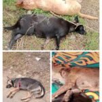 pro-dan-kontra-penembakan-anjing-liar-di-kenagarian-gadut-agam