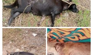 pro-dan-kontra-penembakan-anjing-liar-di-kenagarian-gadut-agam