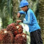 potensi-gambir-luar-biasa,-jefri-nedi:-bisa-terbangkan-pertumbuhan-ekonomi-sumbar