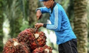 potensi-gambir-luar-biasa,-jefri-nedi:-bisa-terbangkan-pertumbuhan-ekonomi-sumbar