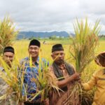 uin-bukittinggi,-ktna-dan-gempita-panen-padi-organik-di-agam,-hasil-lebih-unggul