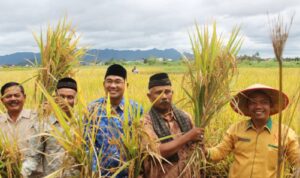 uin-bukittinggi,-ktna-dan-gempita-panen-padi-organik-di-agam,-hasil-lebih-unggul