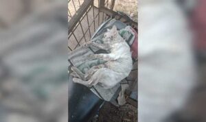 kucing-anggora-warga-mati-dikeroyok-anjing-pemburu-saat-alek-nagari-buru-babi-di-agam kucing-anggora-warga-mati-dikeroyok-anjing-pemburu-saat-alek-nagari-buru-babi-di-agam