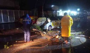 padang-dilanda-cuaca-ekstrem,-18-pohon-tumbang