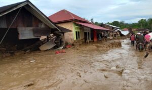selamat-dari-galodo,-inilah-kisah-mur-di-kayu-pasak,-palembayan. selamat-dari-galodo,-inilah-kisah-mur-di-kayu-pasak,-palembayan.