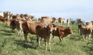 sapi-pesisir-kekayaan-genetik-lokal-pacu-ketahanan-pangan-nasional